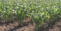Recibirá Sinaloa 407 mdp en Concurrencia