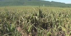 Se incrementa en la zona de temporal el pulgón amarillo