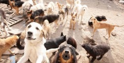 Desarrolla croquetas anticonceptivas para perros callejeros