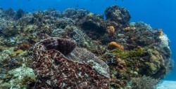 Estos arrecifes mexicanos, amenazados por el cambio climático y la pesca
