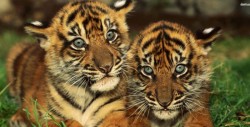Confiscan dos tigres de bengala en un domicilio