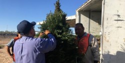 México devuelve a EU 13 mil árboles de Navidad por presencia de plagas