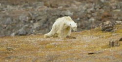 Dramática imagen de oso polar muriendo de hambre en Ártico sin nieve