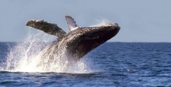 Se espera llegada de más de mil 500 ballenas grises a México