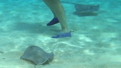 ¡A cuidarse de las mantarrayas!