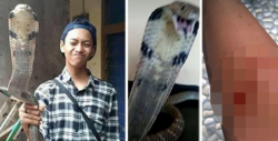 Joven atacado por cobra pide ayuda por WhatsApp
