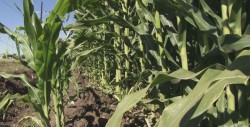 Modifican esquema de pagos a productores