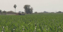Agricultura por contrato es esquema obsoleto