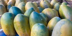 Aseguran cargamento de marihuana oculto en papayas