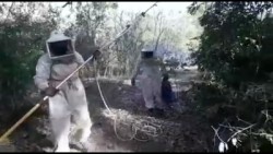 Vecino de La Florida muere tras haber sido atacada por abejas