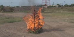 Exhortan a no quemar los pinos naturales: Bomberos de Culiacán