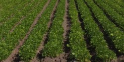 Productores denuncia robo hormiga de cultivos