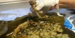 Investigan la venta de tamales de perro en Veracruz