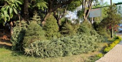 Instalan centros de acopio para pinos navideños