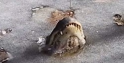 #Video Caimanes quedan 'incrustados' en hielo en el infierno invernal