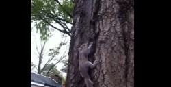 #Video Intentan liberar ardilla pero algo salió muy mal