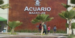 Baja la afluencia de visitantes en el Acuario Mazatlán