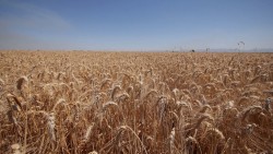 Fluyen pagos a trigueros en el Carrizo