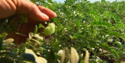 Cambios de climas están afectando el cultivo de garbanzo