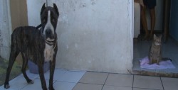 Amigos de los animales invitan a desayuno con causa