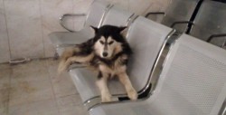 El Hachiko Mexicano: El amor de este perro es incondicional