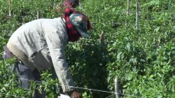 Ofertan trabajo a jornaleros agrícolas en Canadá