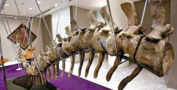 Subastarán cola de dinosaurio para ayudar a damnificados