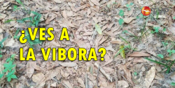 ¿Puedes encontrar a la serpiente entre las hojas?