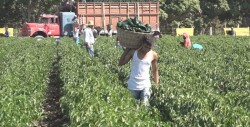 Piden a la autoridad  aplicar el criterio  durante  las revisiones al transporte de jornaleros