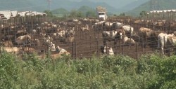 Se buscará llevar complemento alimenticio al ganado de la zona serrana