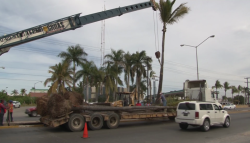 Colocan palmeras para embellecer Mazatlán