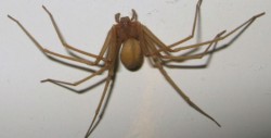 Identifican nueva especie de la letal araña violinista