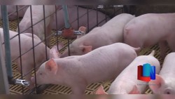 Porcicultores van por más exportación para el 2018