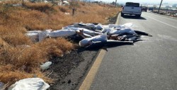 Dejan restos de 42 tiburones en carretera de Michoacán