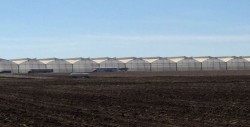 Afectaciones por bajas temperaturas en el sector agrícola