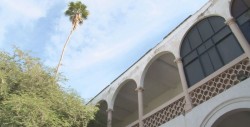 Para muchos esta palmera pasa desapercibida