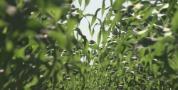 Fundación Produce apoya proyectos en campos experimentales