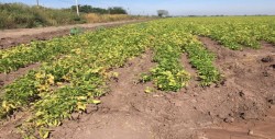 Acuerdan no vender frijol por debajo de los 26 mil pesos