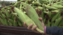 La venta de elote... buen negocio