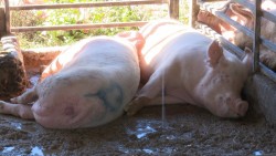 Inician exportaciones de carne de cerdo de Sinaloa