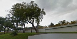 Hallan un cadáver de perro colgado de un árbol