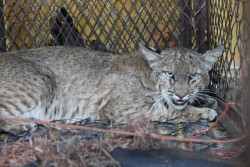 Capturan Lince en Mazatlán