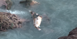 Se localiza cuerpo sin vida de lobo marino