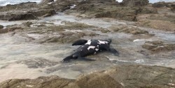 Aparece otro lobo marino muerto