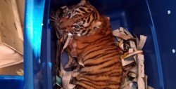 Rescatan a un cachorro de tigre enviado por paquetería