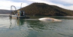 Descubren cuerpo de ballena varado en playa de Sonora