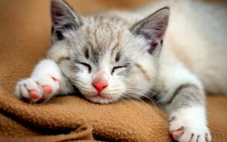 #Test ¿Cuánto sabes sobre los gatos?