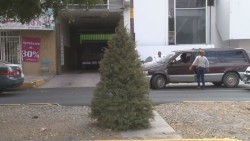 Por celebrarse el Día del Amor y un árbol navideño es abandonado en la calle