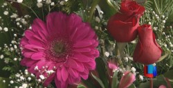 Los Colores de las Flores tienen Significado