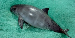 Refuerzan acciones ante riesgo de extinción de la vaquita marina